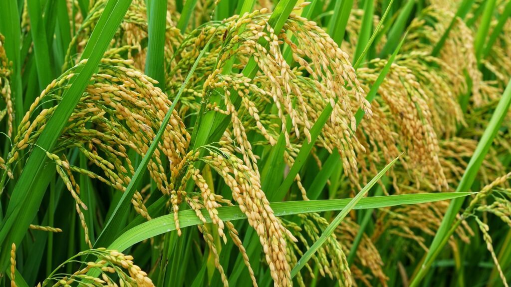 Jenis Usaha Budidaya Tanaman padi