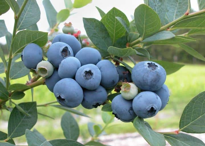 tanaman buah blueberry