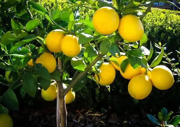 tanaman buah lemon