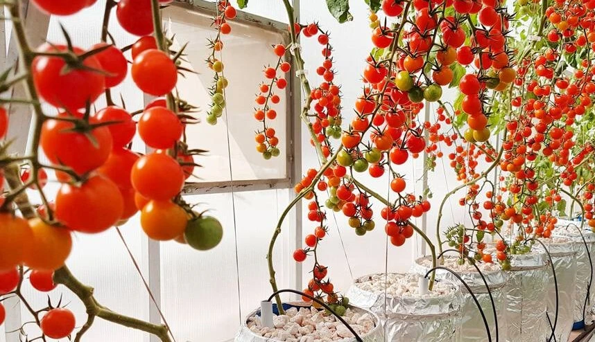 cara mudah menanam tomat dengan sistem hidroponik