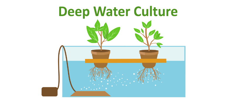 sistem deep cultur tanaman