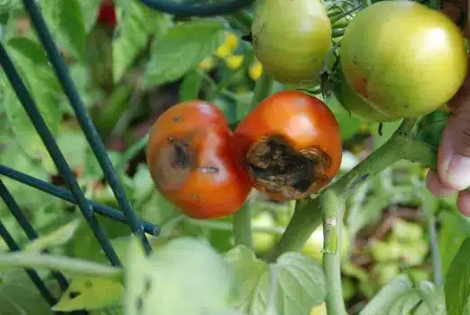 jenis hama pada buah tomat
