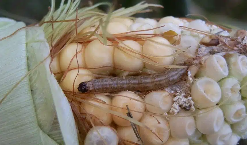 cegah hama pada tanaman jagung