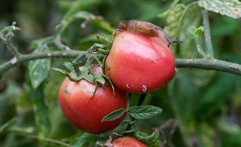 jenis hama tomat dan cara mengatasinya