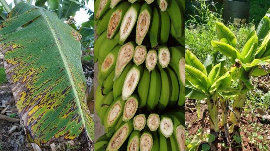 mengenal jenis hama tanaman pisang
