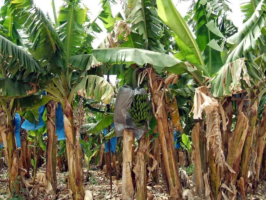 proses menanam pohon pisang
