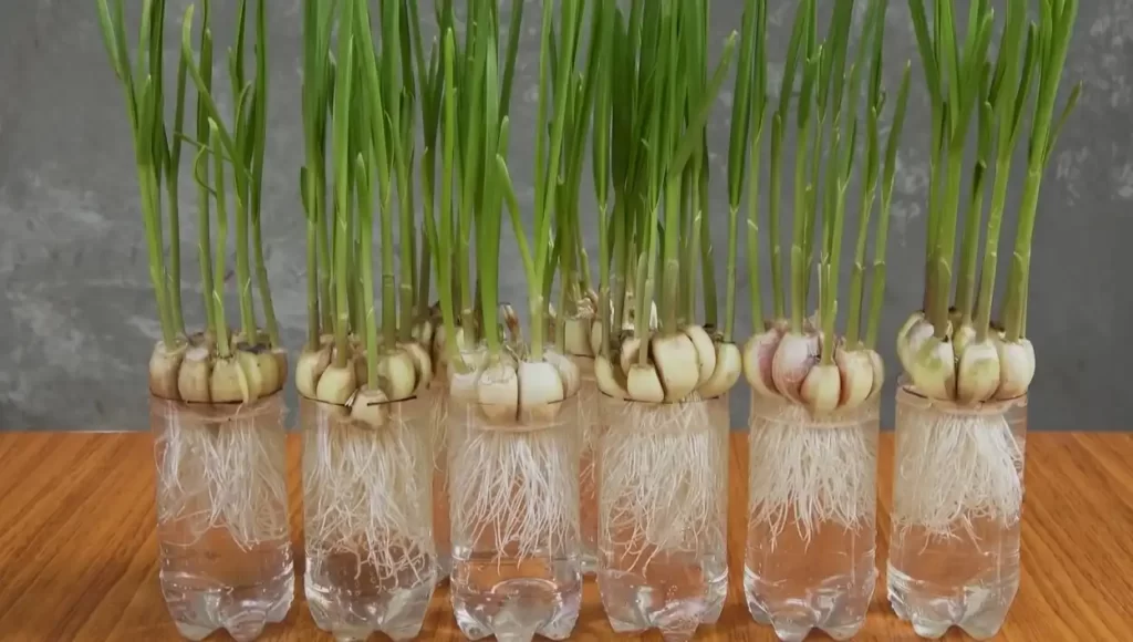 cara membuat bawang putih hidroponik