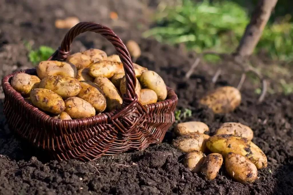 tips budidaya tanaman kentang