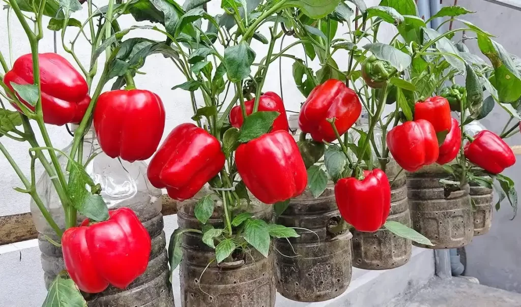 tips menanam sayur paprika