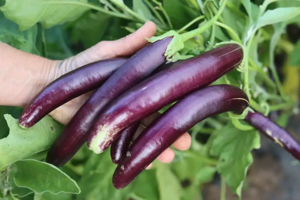 tips menanam terong ungu yang benar