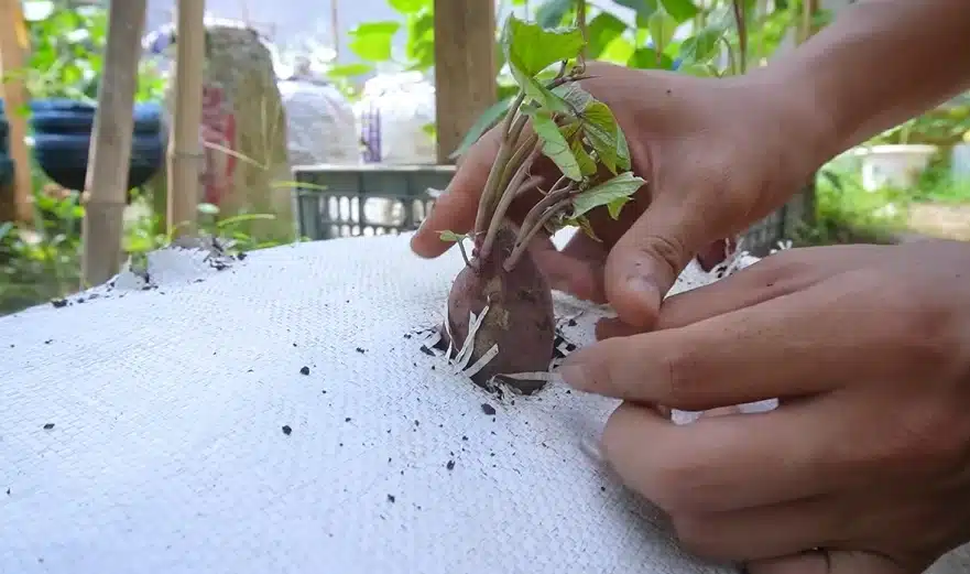 teknik menanam ubi jalar ungu