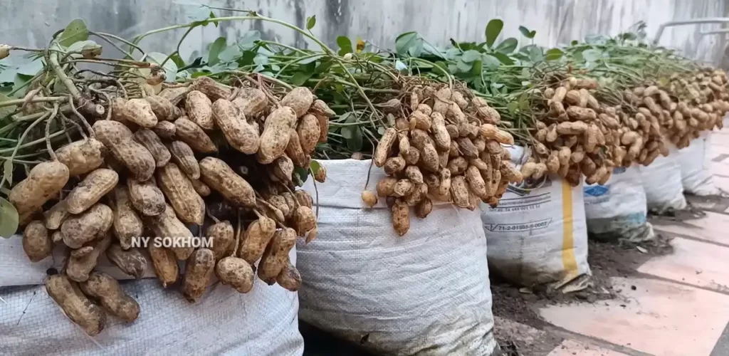 teknik menanam kacang tanah berbuah lebat