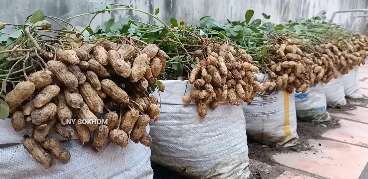 Rahasia Petani, Tips Menanam Kacang Tanah Agar Berbuah Lebat Dan Subur!