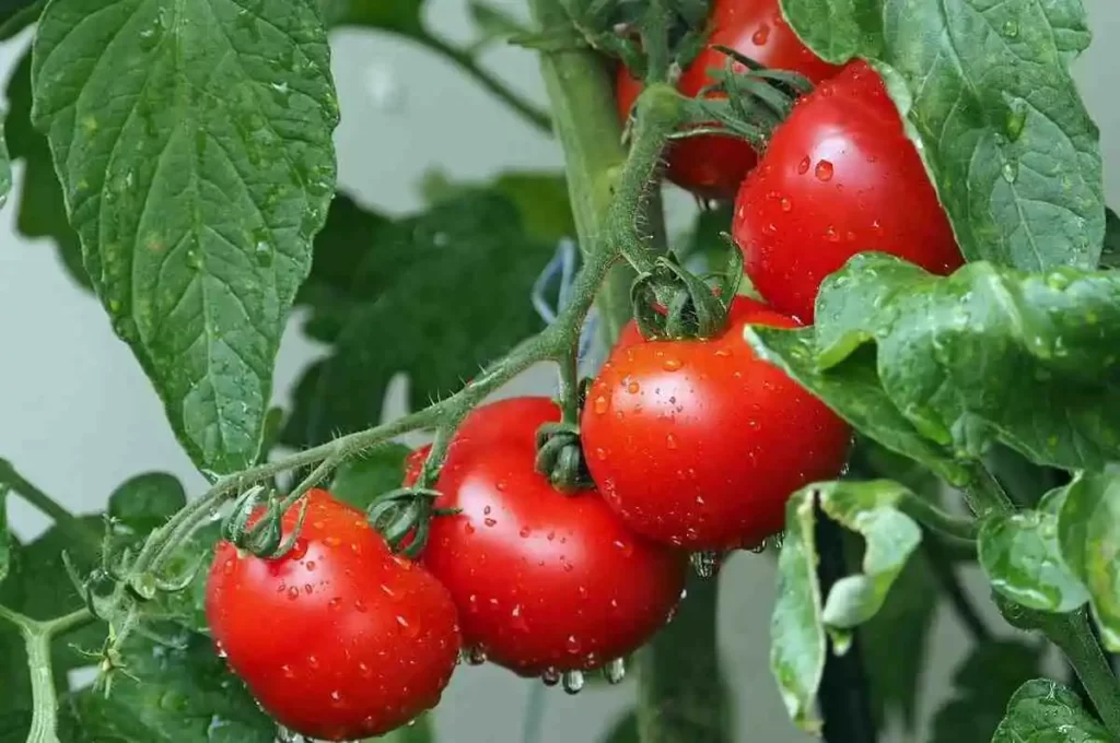 tips menanam tomat segar