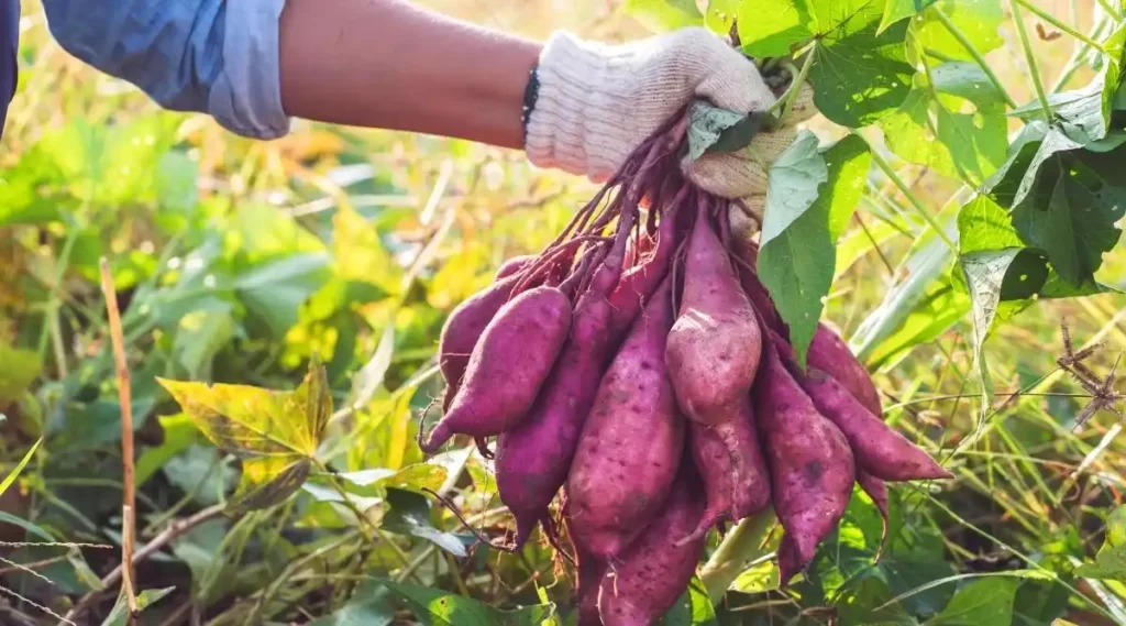 menyimpan ubi ungu yang benar