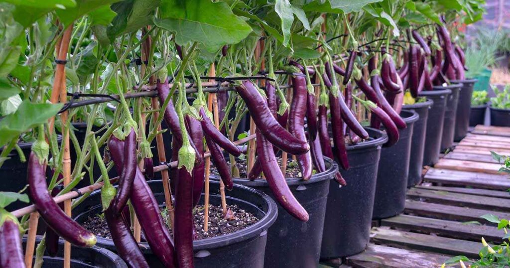panduan menanam terong ungu berbuah cepat