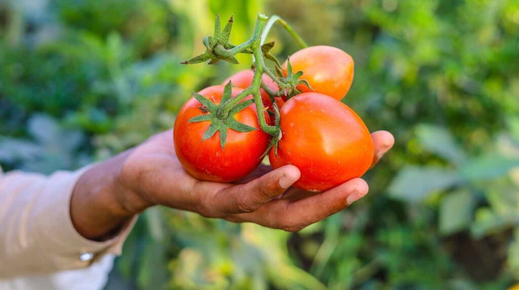 cara panen buah tomat