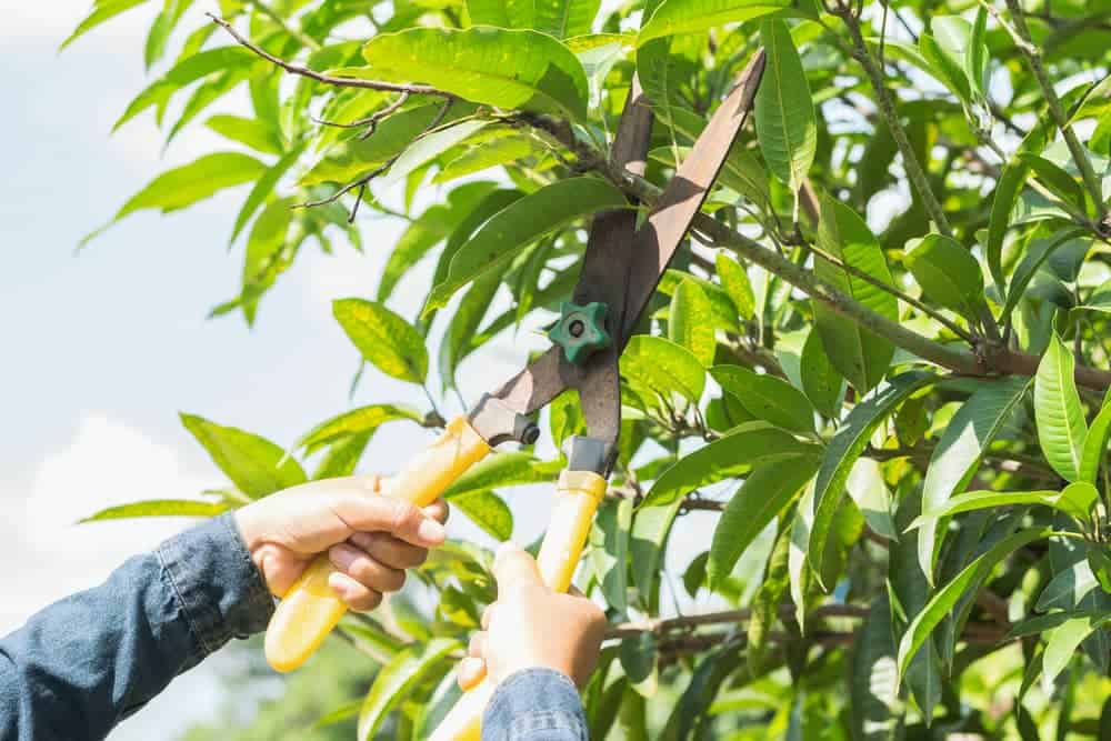 tips perawatan pohon mangga