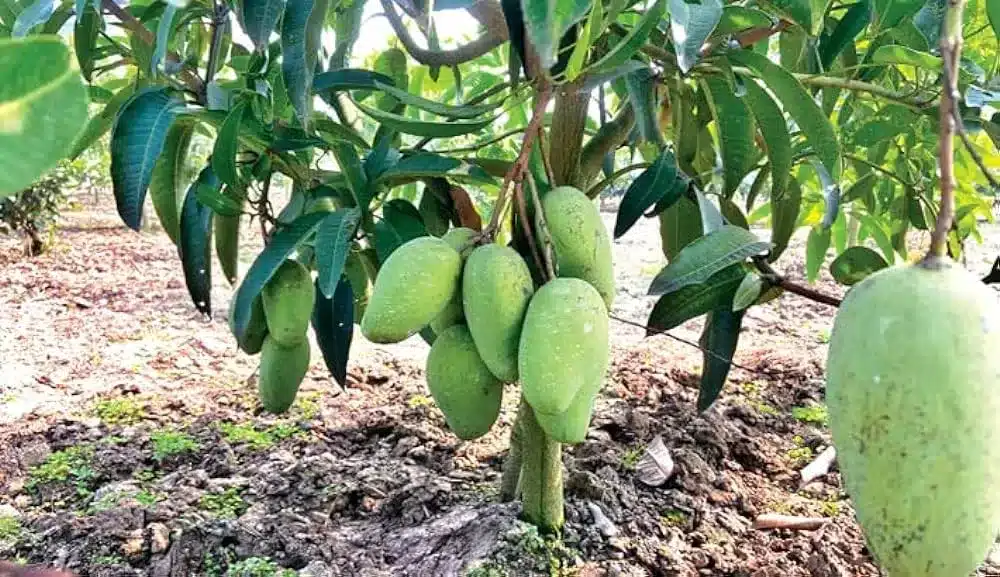 cara praktis menanam pohon mangga