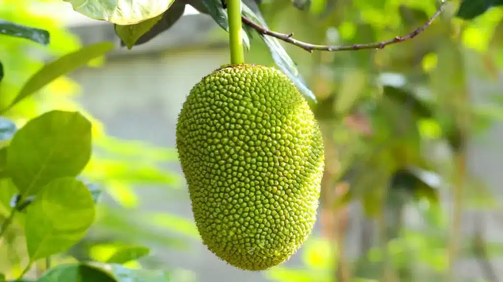 teknik menanam pohon nangka