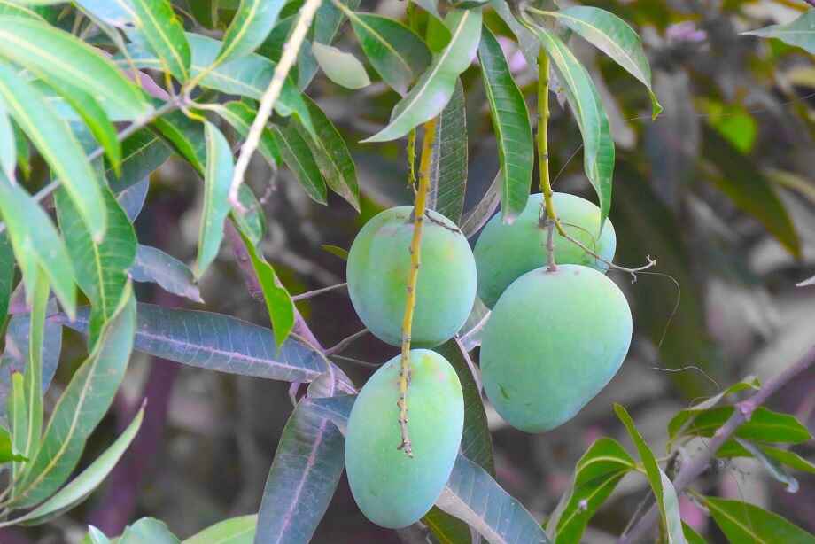 tips menanam buah mangga