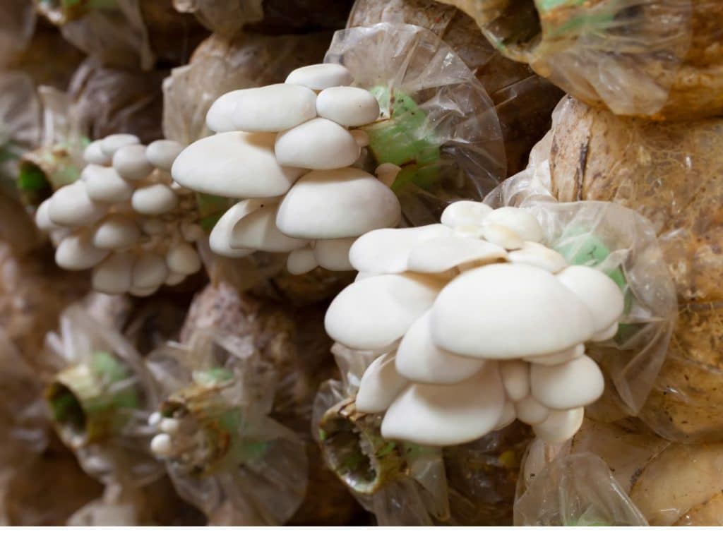 Cara membuat bibit jamur tiram