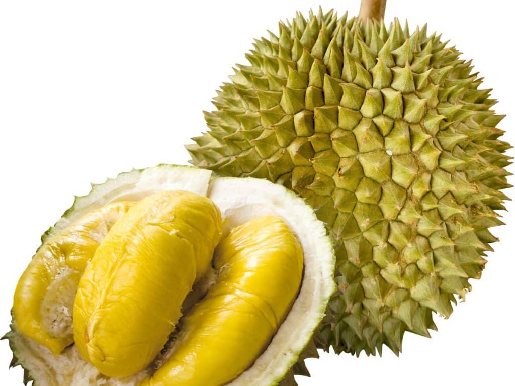 Cara memilih bibit Durian Musang King