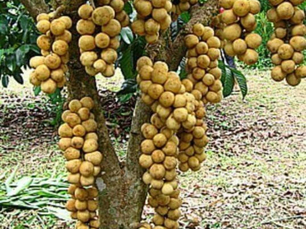 buah kokosan
