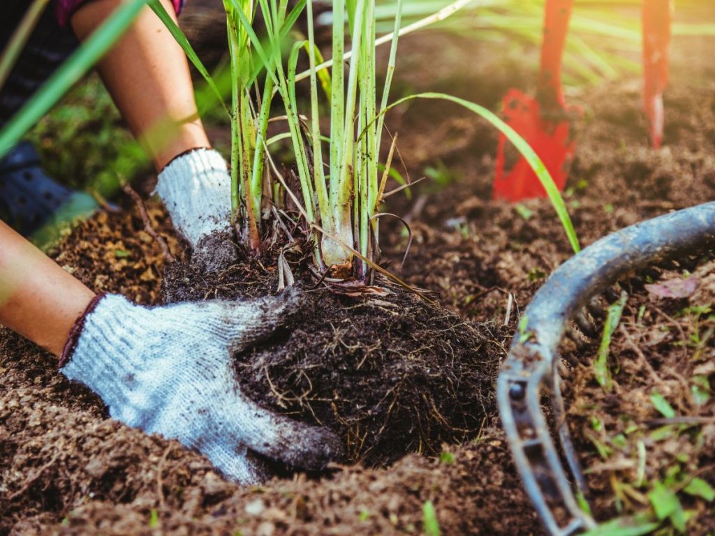 Cara menanam serai agar tumbuh rimbun di pekarangan rumah