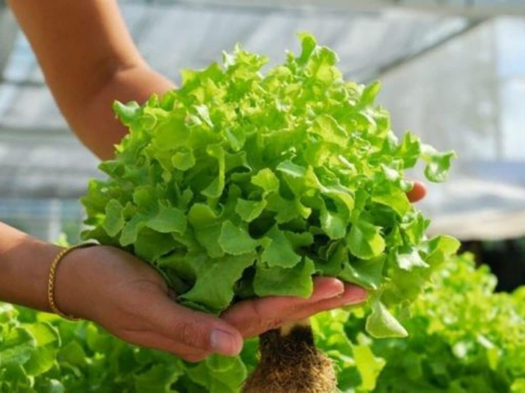 Cara menanam selada hidroponik