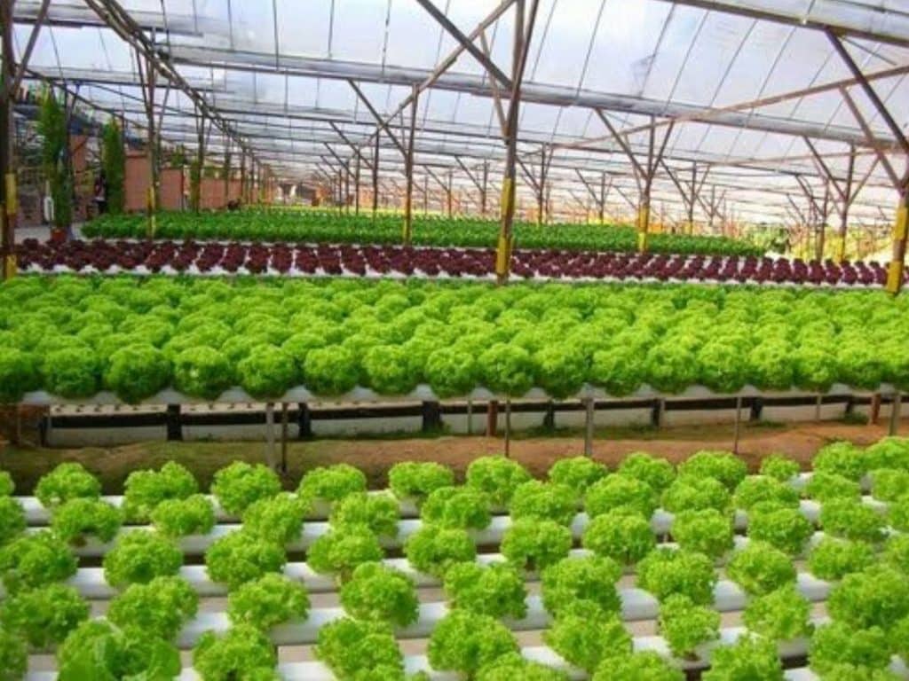 15 jenis tanaman dengan sistem hidroponik