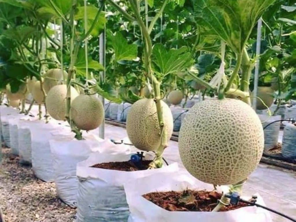 Cara menanam melon dari biji di polybag dan tanah untuk pemula