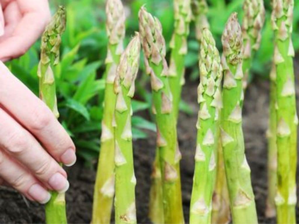 Cara budidaya asparagus