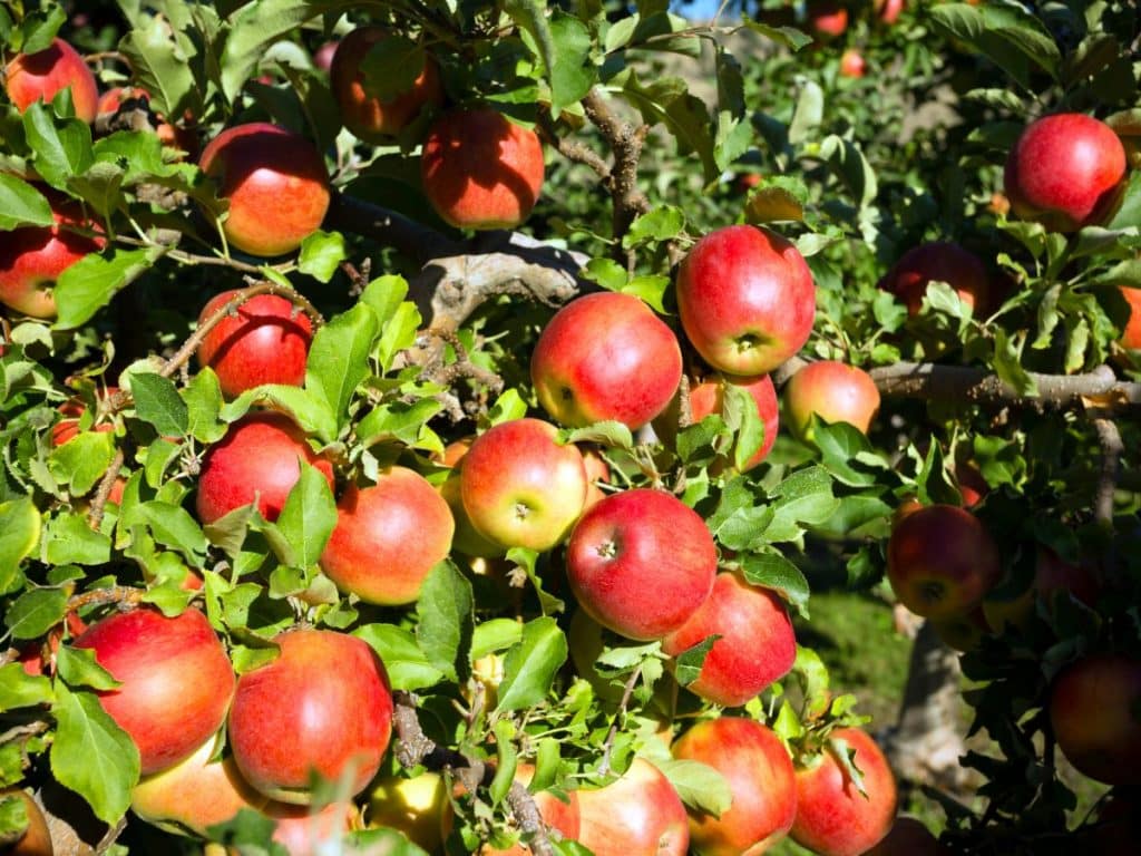 Cara menanam apel di pekarangan rumah
