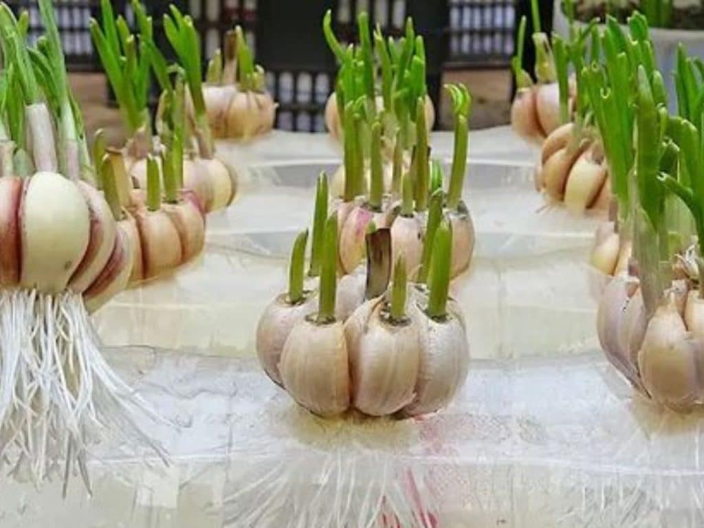 Cara menanam bawang putih hidroponik