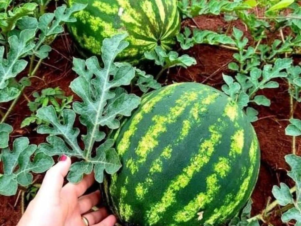 Cara menanam semangka dari biji agar buahnya besar