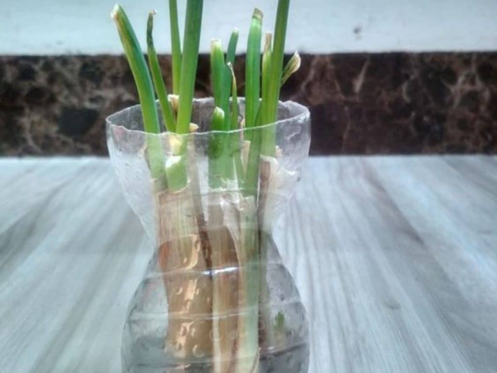 Cara menanam daun bawang hidroponik