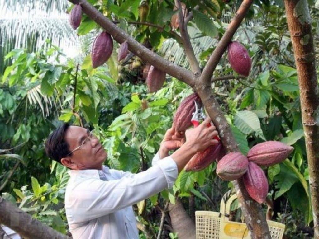 Budidaya tanaman kakao