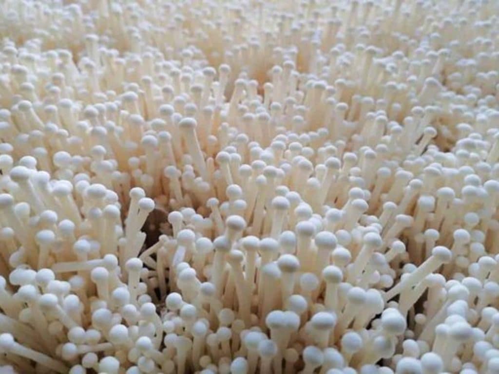 Cara budidaya jamur enoki
