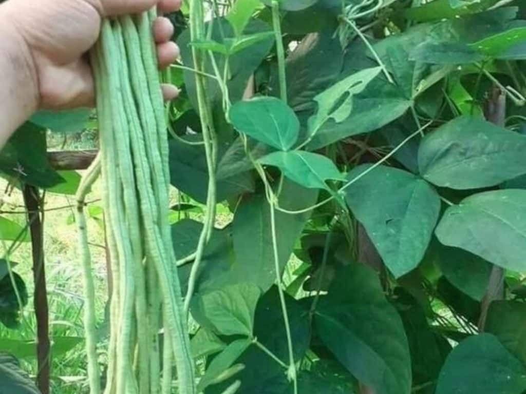 Cara menanam kacang panjang