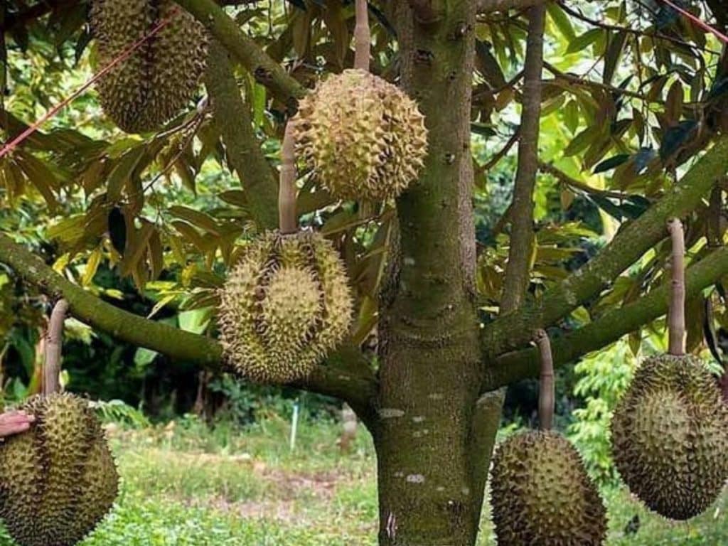 Bibit durian unggul dan berkualitas