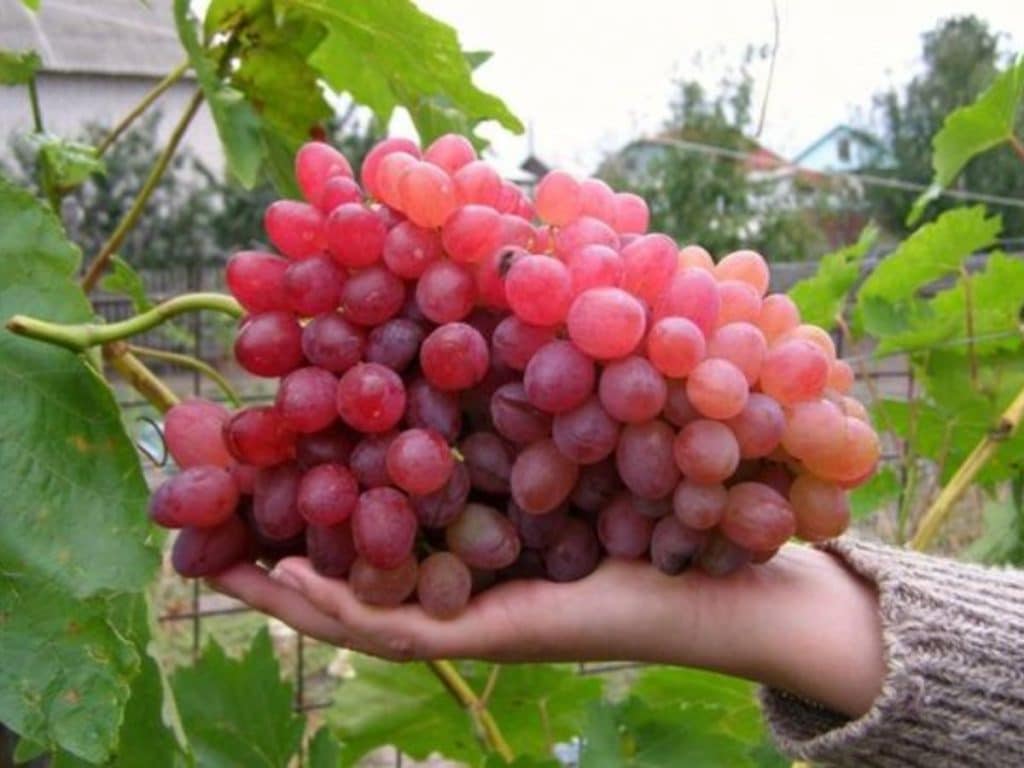 Tips budidaya anggur impor