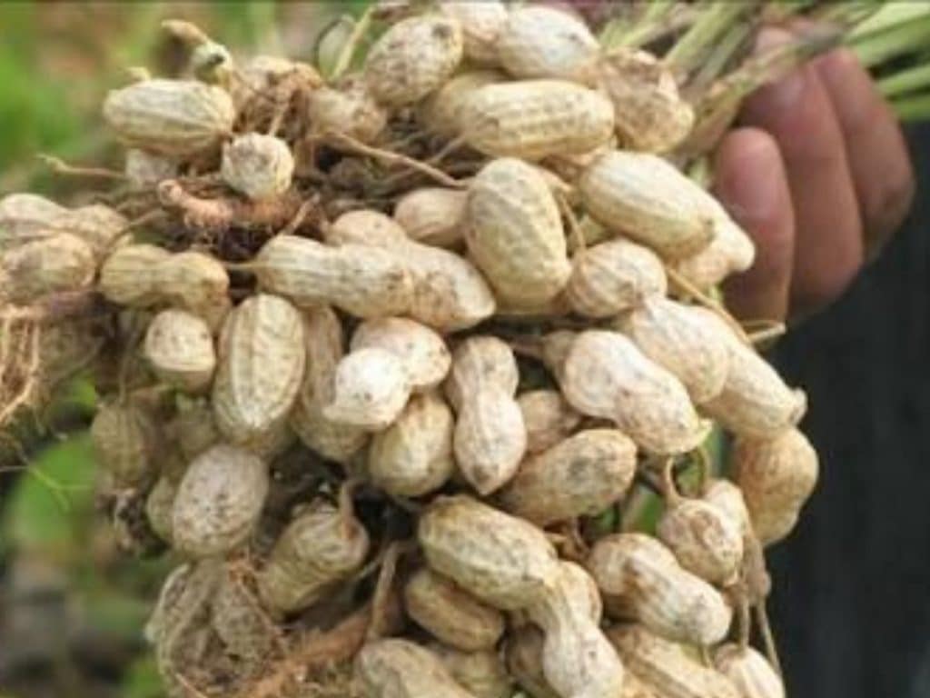 Cara menanam kacang tanah