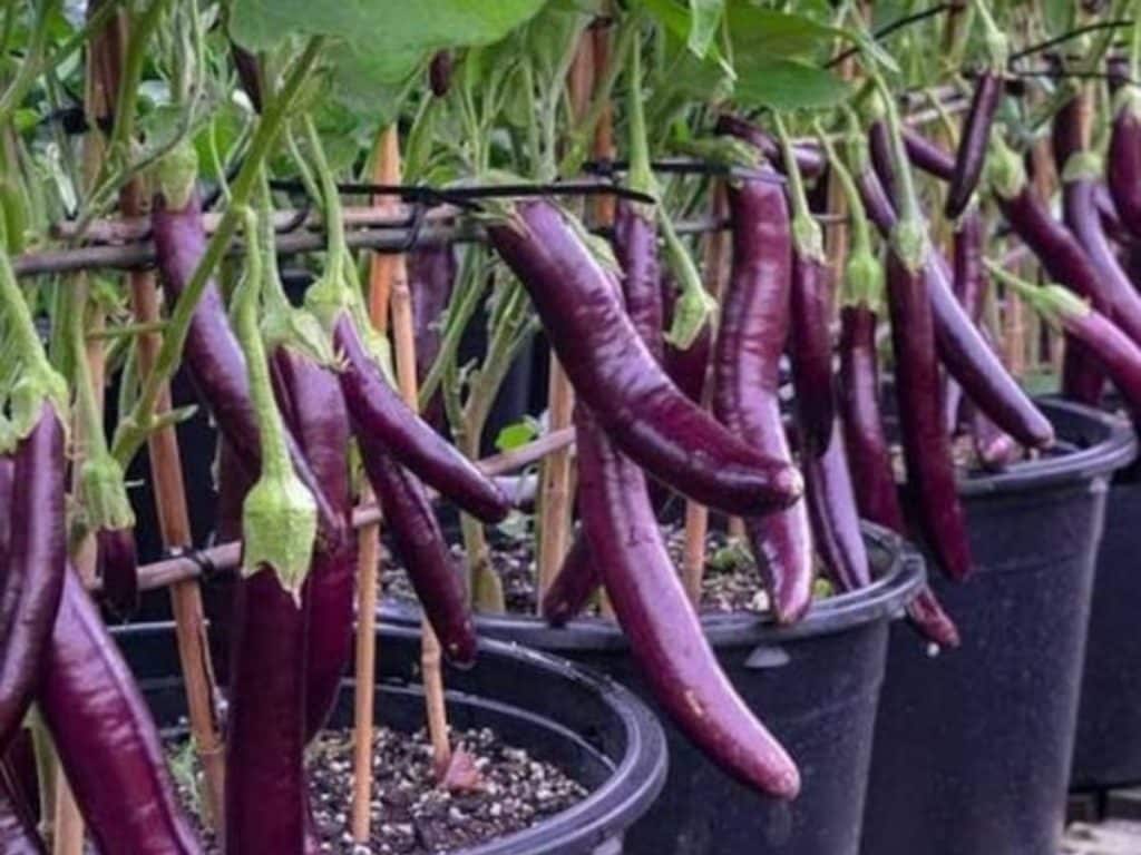 Cara menanam terong ungu