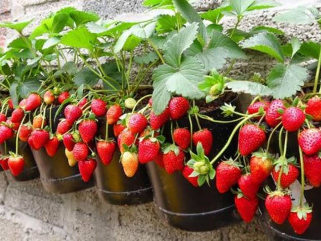 Cara menanam strawberry di rumah dan cara merawatnya
