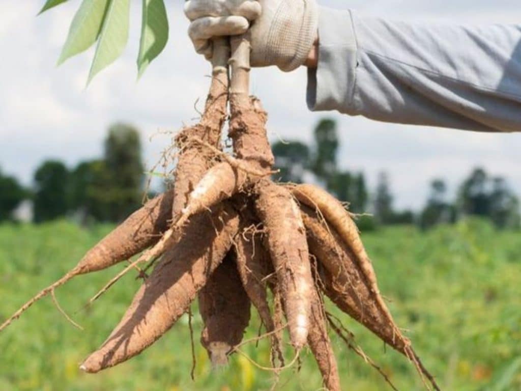 Cara menanam ubi kayu agar cepat panen, buah besar dan banyak