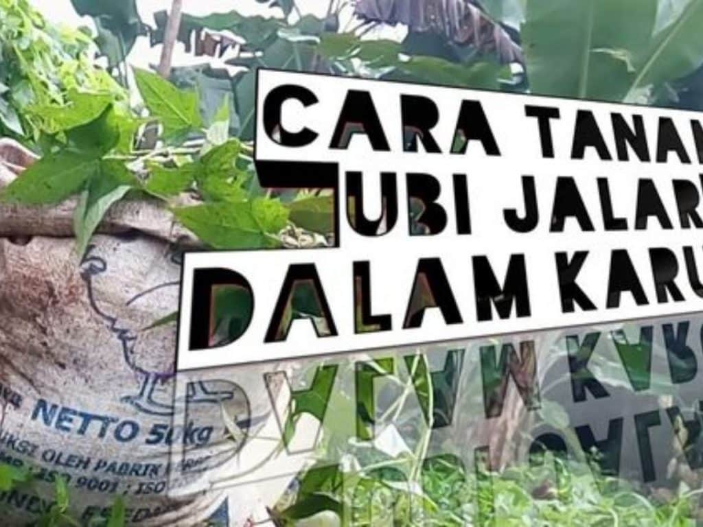 Cara menanam ubi jalar dalam karung