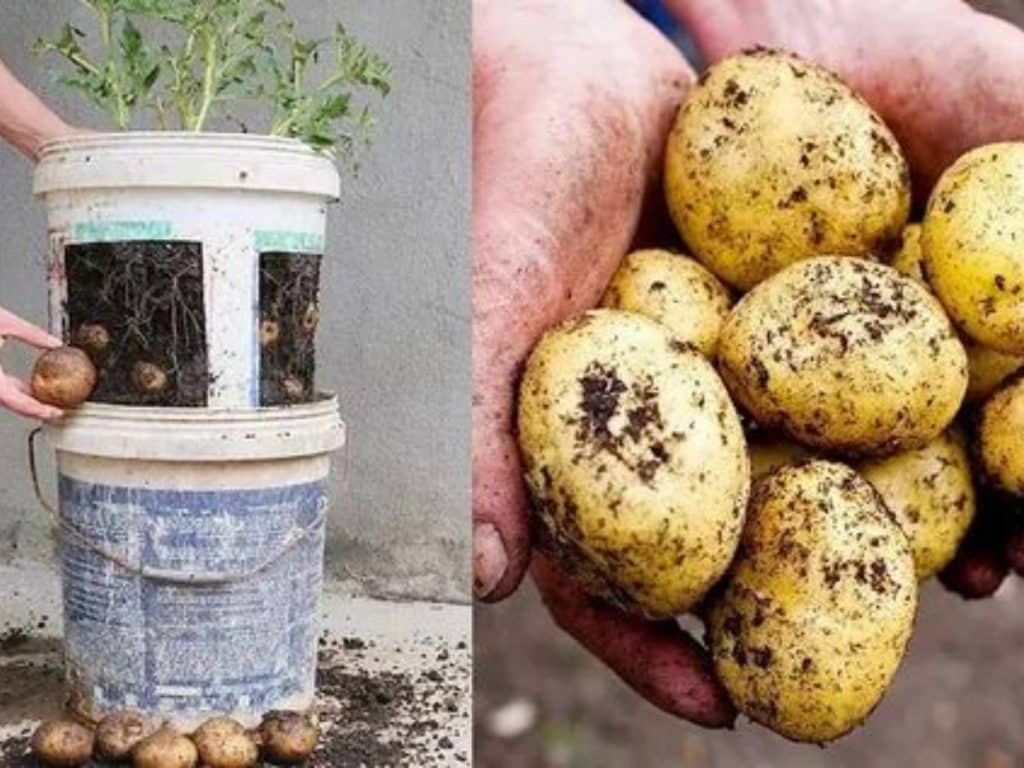 Cara menanam kentang di pot
