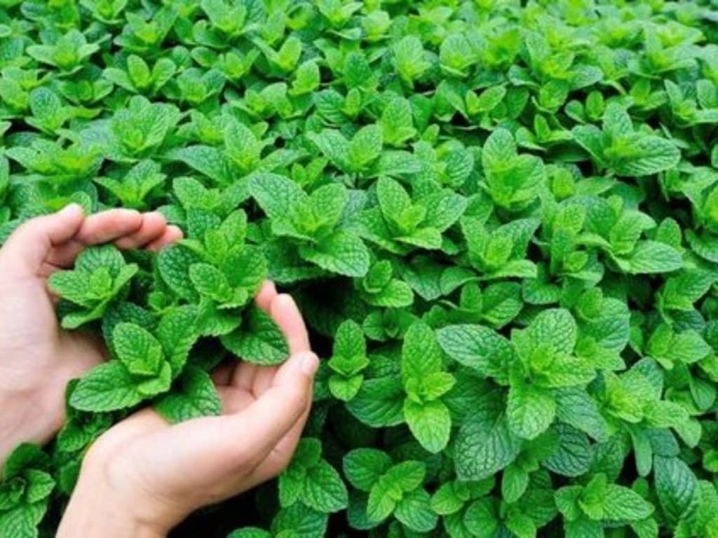 Cara menanam daun mint