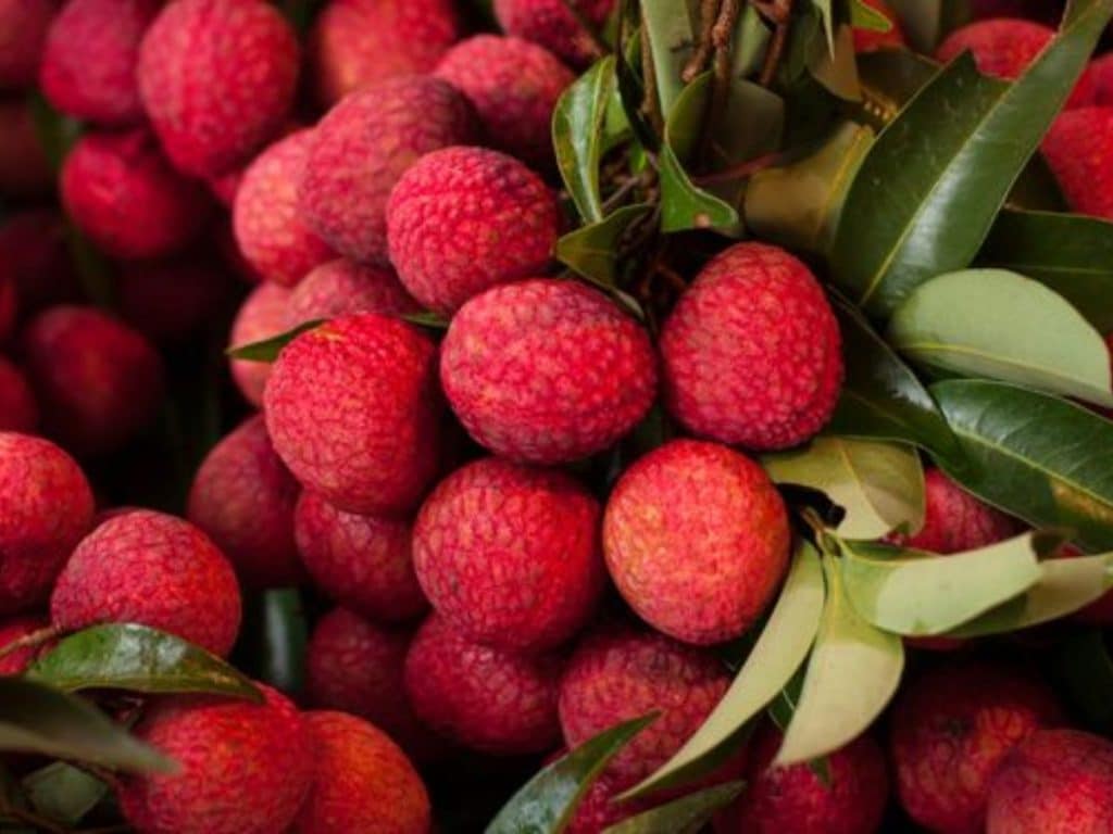 Tips dan cara menanam buah leci agar berbuah lebat